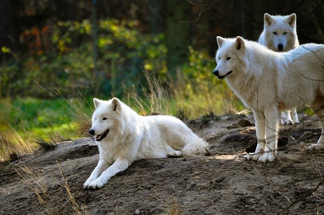 Skupina vlkov.jpg